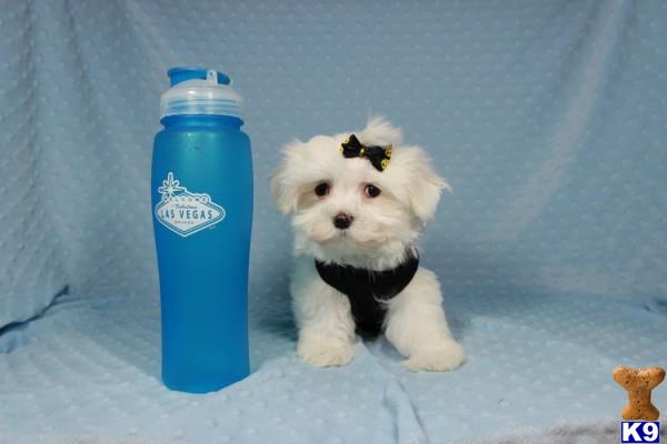 lvpuppyheaven Picture 1
